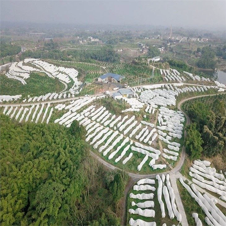Non Woven Fabric Plant Cover